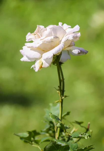 Hermosa Flor Blanca Descolorida Rose Creciendo Parque Verano Fondo Naturaleza —  Fotos de Stock