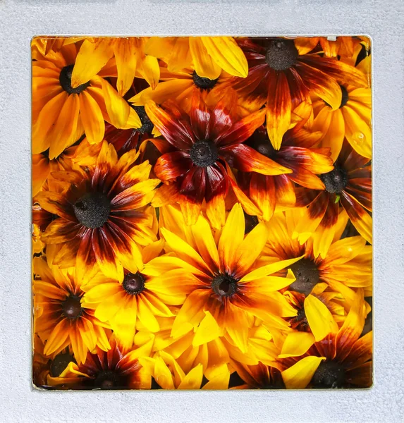 Fondo Floral Planta Ojos Negros Susan Rudbeckia Hirta Betty Marrón — Foto de Stock