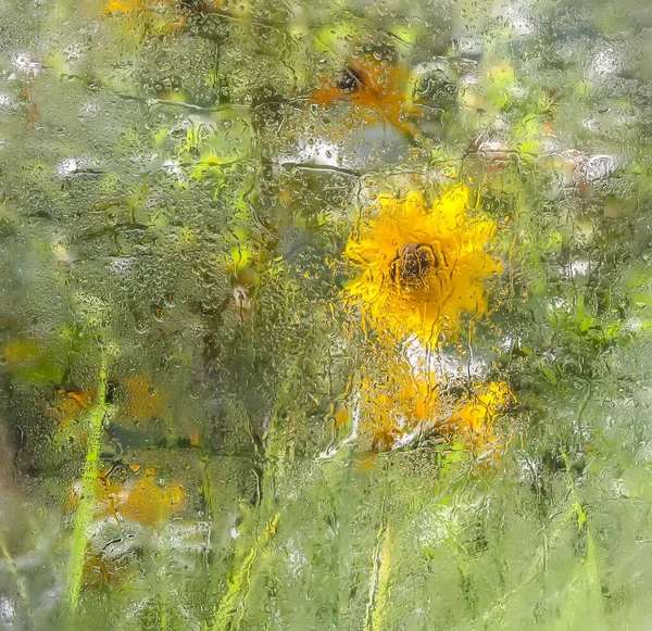 Летние Цветы Мокрым Стеклом Капельками Дождя — стоковое фото