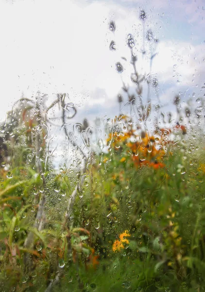 Sommerblumen Hinter Dem Nassen Glas Mit Regentropfen — Stockfoto