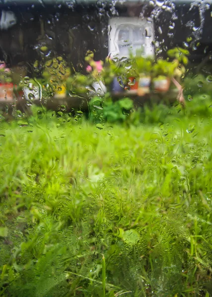 Tuin Met Oude Gebouwen Achter Het Natte Glas Met Herfst — Stockfoto