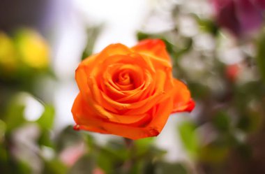 Güzel gül çiçeği, yakından.