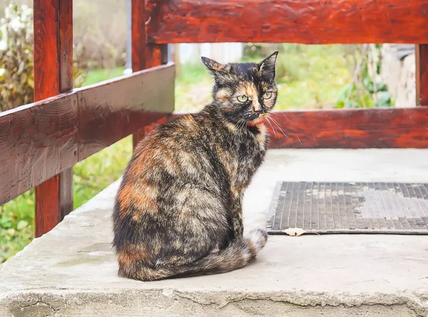 Köy Evinin Çimento Eşiğinde Oturan Genç Kedi Kıvırcık Saçlı — Stok fotoğraf