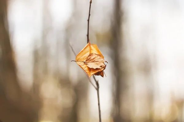 11月秋林干枯叶对模糊自然背景的影响 — 图库照片