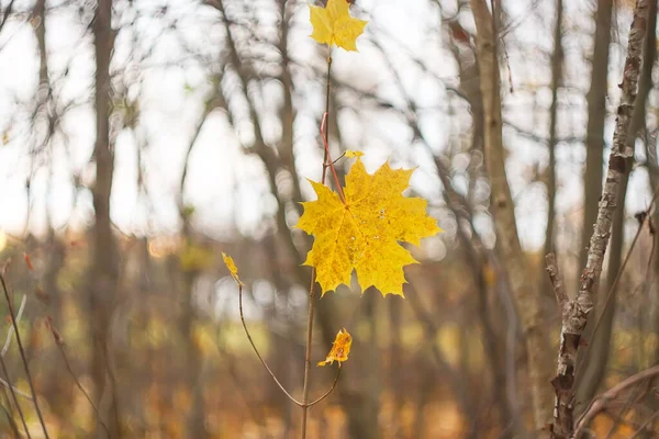 Žlutý Javorový List Holé Větvi Stromu Podzimním Lese — Stock fotografie