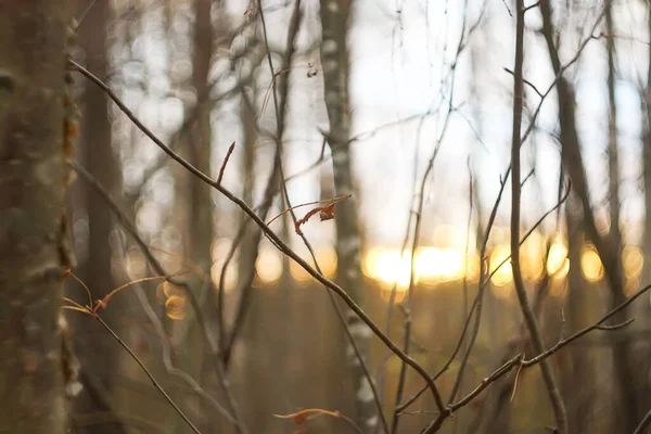Herbstwald November Osteuropa Trockenes Laub Und Kahle Bäume Abend — Stockfoto