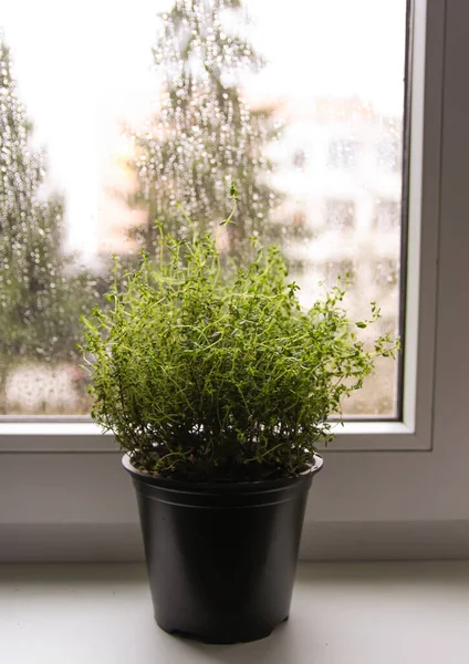 Yağmurlu Günlerde Pencere Pervazında Saksıda Yetişen Yeşil Kekik Bitkisi — Stok fotoğraf