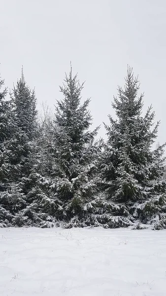 Fundo Natureza Inverno Árvores Abeto Queda Neve — Fotografia de Stock