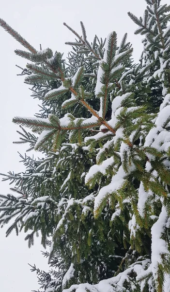冬季自然背景 雪地里的云杉 — 图库照片