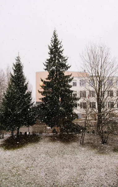 Zimní Příroda Pozadí Smrky Sněhu — Stock fotografie