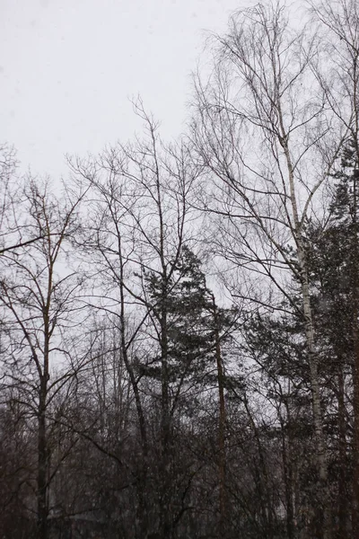 Vinter Natur Bakgrund Granar Snöfall — Stockfoto