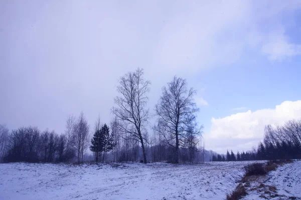 Güzel Gül Çiçeği Yakından — Stok fotoğraf