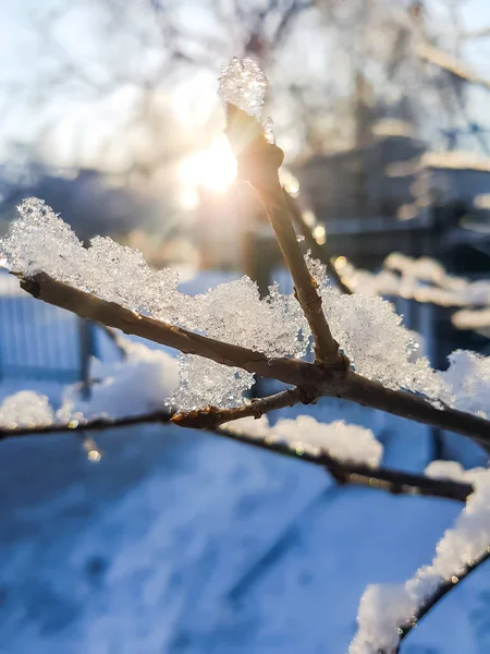 Vinter Natur Bakgrund Trädgren Nysnö Solljus — Stockfoto