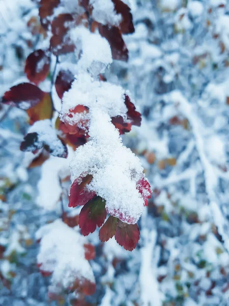 冬季自然背景 雪地里的树枝 — 图库照片