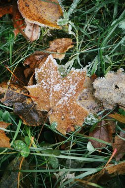 Sonbahar doğa detayları. Renkli sonbahar yaprakları
