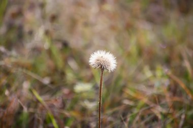 Sonbahar doğa detayları. Renkli sonbahar yaprakları