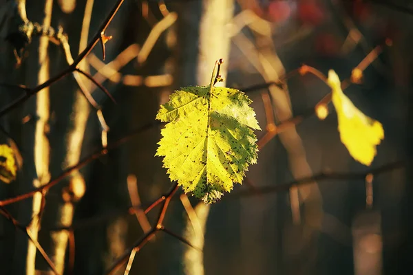 Podzimní Detaily Přírody Barevné Listy Větvi Stromu Lese — Stock fotografie