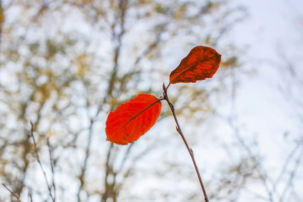 Podzimní Detaily Přírody Barevné Listy Větvi Stromu — Stock fotografie