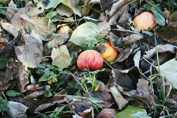 Jesienna Przyroda Kolorowe Liście Jesieni Jabłka Ogrodzie — Zdjęcie stockowe