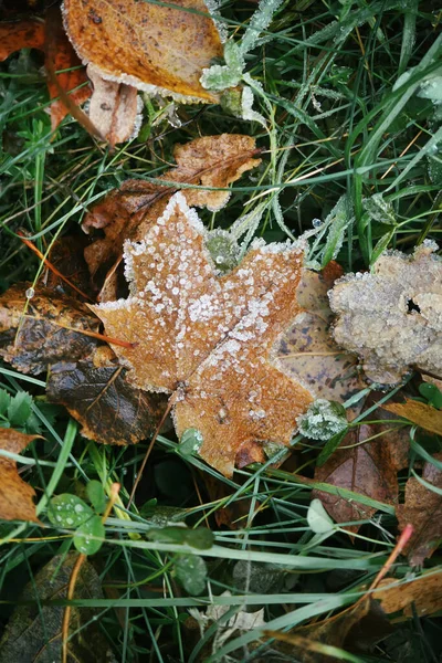 Automne Détails Nature Feuilles Automne Colorées — Photo