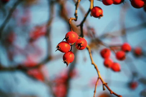 11月の秋の公園で青い空の背景に赤い熟れた果実のあるとげのある小枝 — ストック写真