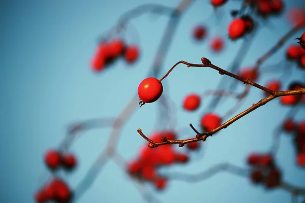 Ramoscelli Spine Con Bacche Mature Rosse Sfondo Cielo Blu Nel — Foto Stock