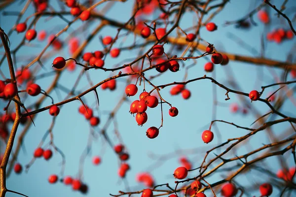 Kasım Ayında Sonbahar Parkında Mavi Gökyüzü Arka Planında Kırmızı Olgun — Stok fotoğraf