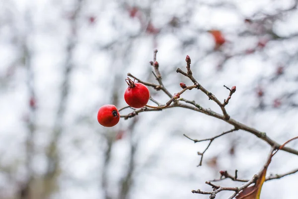 Ramoscelli Spine Con Bacche Mature Rosse Sfondo Cielo Blu Nel — Foto Stock