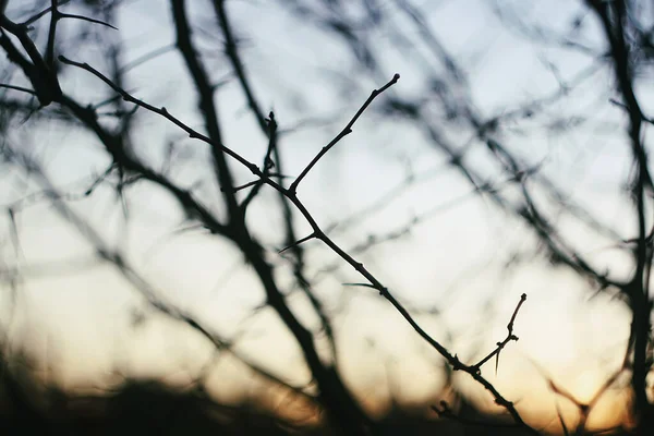 黄昏的秋光下 枯树分枝 — 图库照片