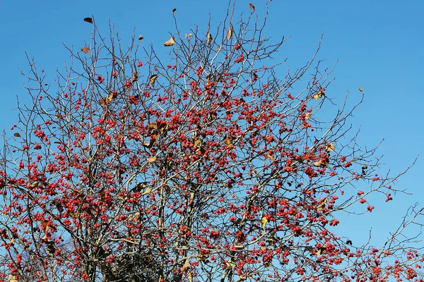 Brindilles Épineuses Avec Des Baies Rouges Mûres Sur Fond Ciel — Photo