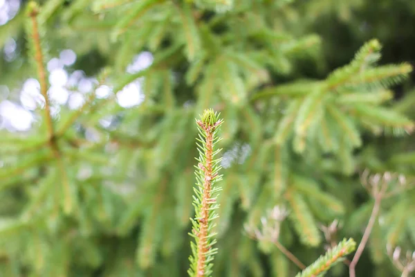 緑のモミの木の枝 — ストック写真