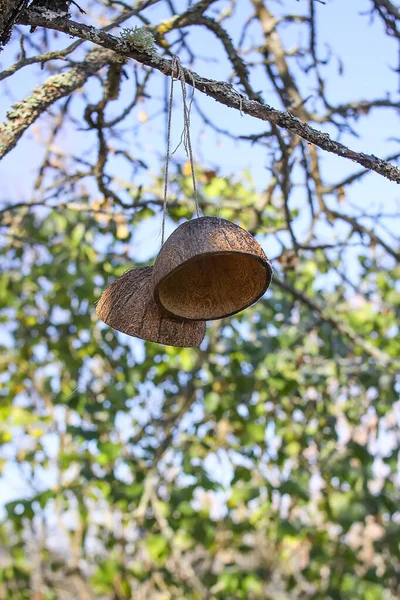 Kokos Visící Stromě — Stock fotografie