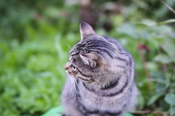 Chat Rayé Gris Domestique Sur Cour Rurale Animaux Compagnie Campagne — Photo