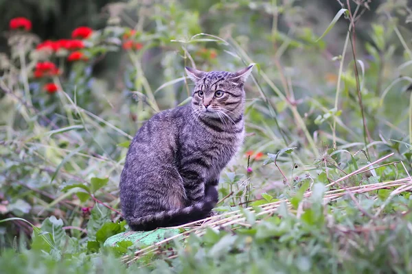 Kırsal Alanda Yerli Gri Çizgili Kedi Kırsalda Evcil Hayvan — Stok fotoğraf