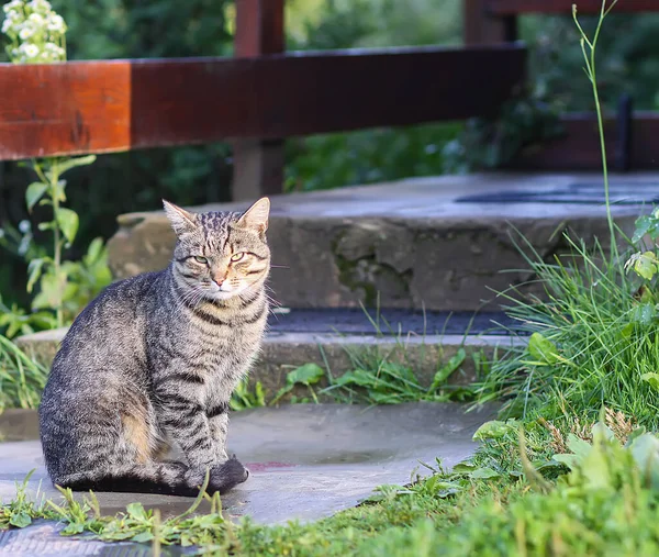 Gato Rayas Grises Domésticos Patio Rural Mascotas Campo — Foto de Stock