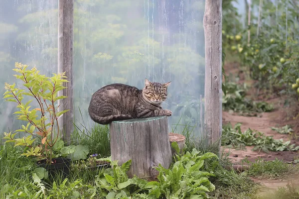 Gato Rayas Grises Domésticos Patio Rural Mascotas Campo — Foto de Stock