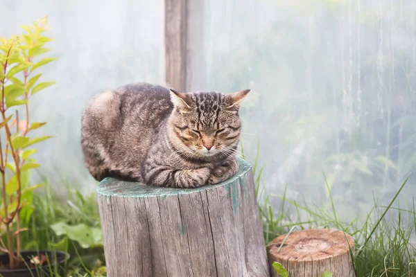 Ağaç Kökü Üzerinde Sevimli Kedi Portresi — Stok fotoğraf