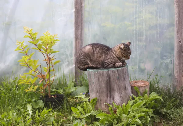 Kırsal Alanda Yerli Gri Çizgili Kedi Kırsalda Evcil Hayvan — Stok fotoğraf