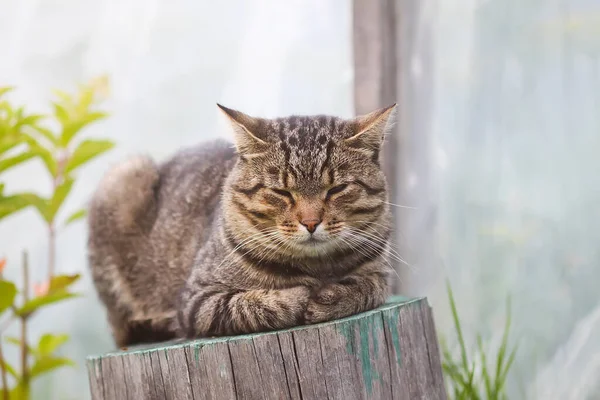 Cat Sitting Stump —  Fotos de Stock