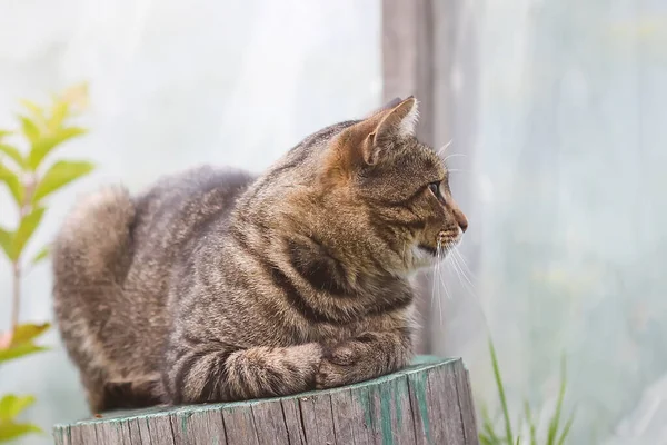 Cat Sitting Stump —  Fotos de Stock