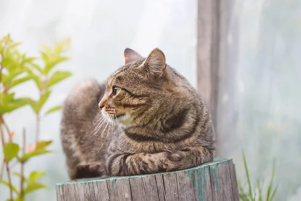 Cat Sitting Stump — Foto de Stock