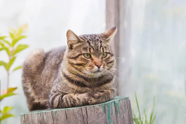 田舎の庭の国内灰色の縞模様の猫 田舎のペット — ストック写真