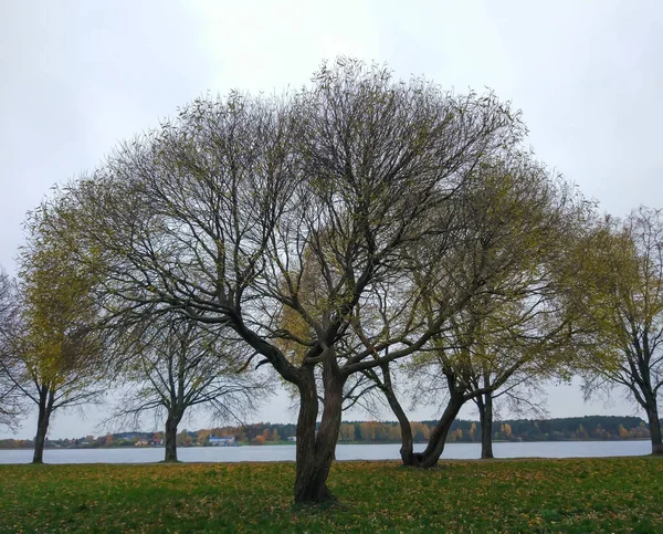 Prachtig Uitzicht Het Park — Stockfoto