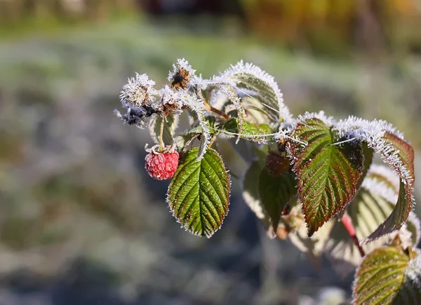 Frozen Berries Tree Winter — Stockfoto
