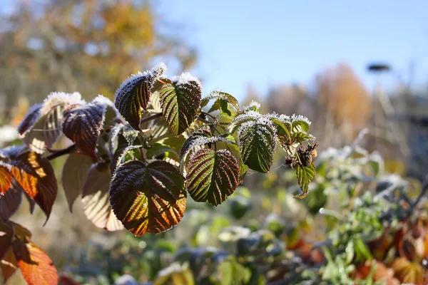 Himbeerpflanzen Morgenreif — Stockfoto