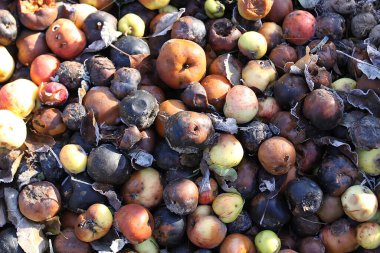 Taze elmaların yakın görüntüsü