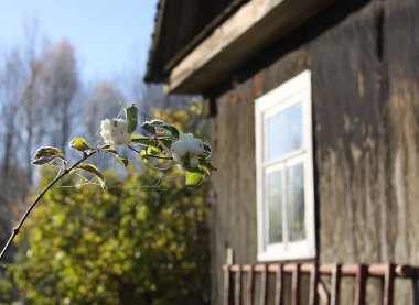 Sonbahar parkındaki kar çileği bitkisi. Dekoratif çalı. Çalılıklarda yenilemez beyaz meyveler.