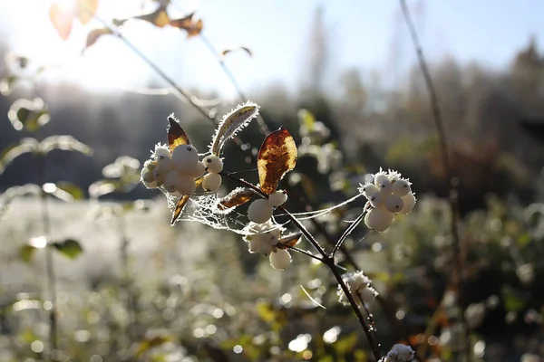 Schneebeerenpflanze Herbstpark Zierbusch Nicht Essbare Weiße Beeren Strauch — Stockfoto