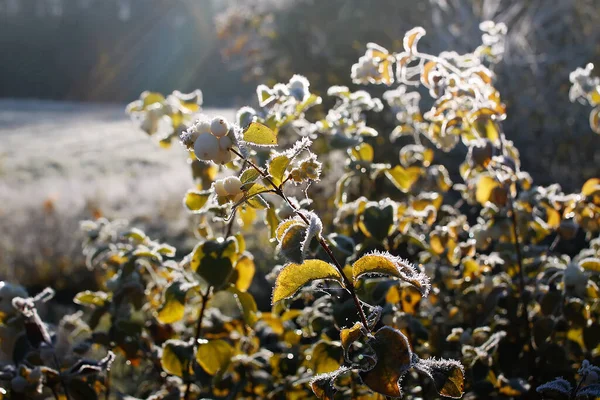 Details Der Herbstnatur Morgenreif Auf Pflanzen — Stockfoto