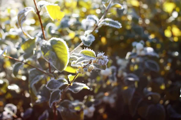 Details Der Herbstnatur Morgenreif Auf Pflanzen — Stockfoto